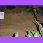 Turtle Fossil.jpg